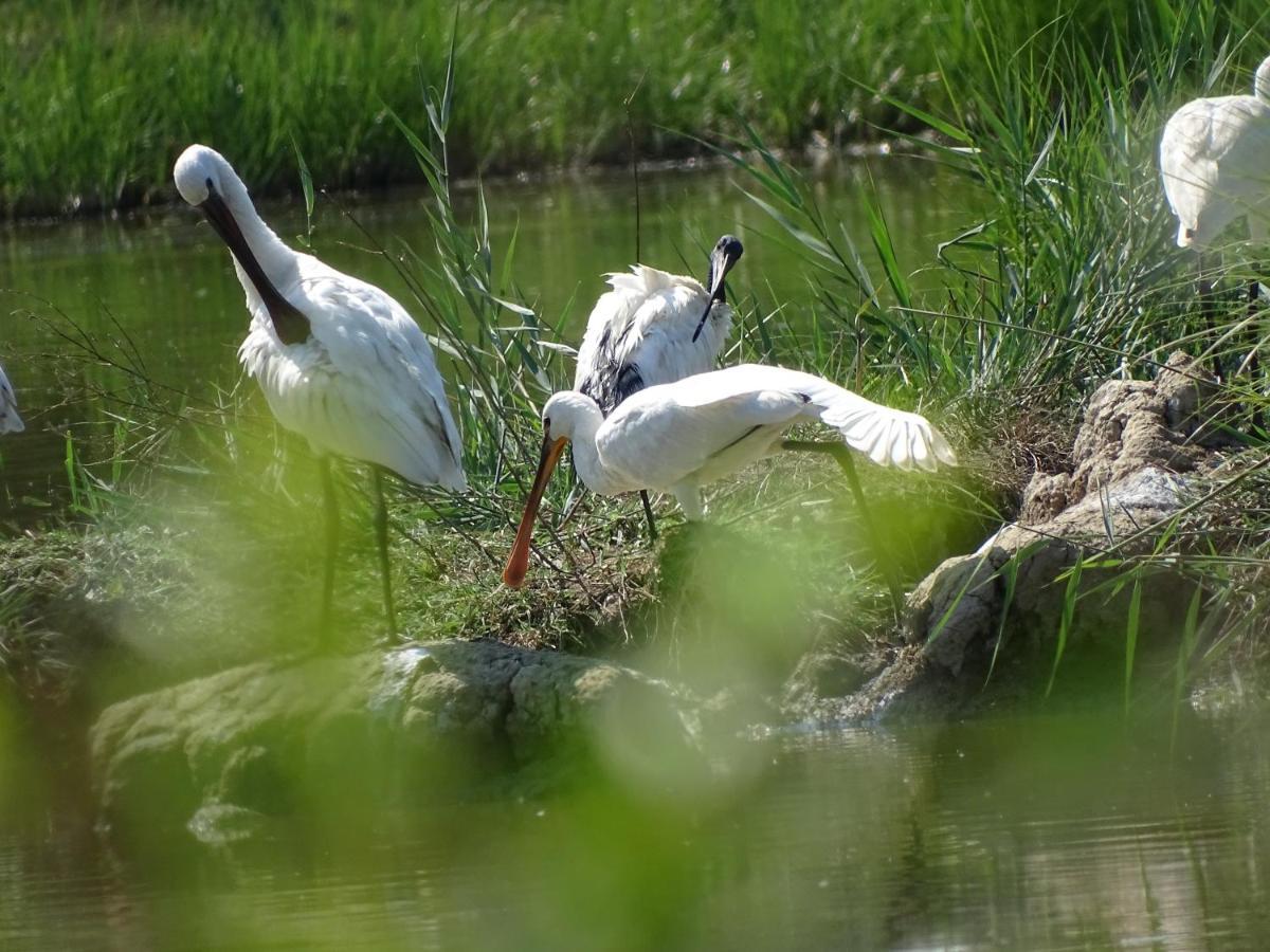 Agriturismo Venice Photobirding 泰塞拉 外观 照片