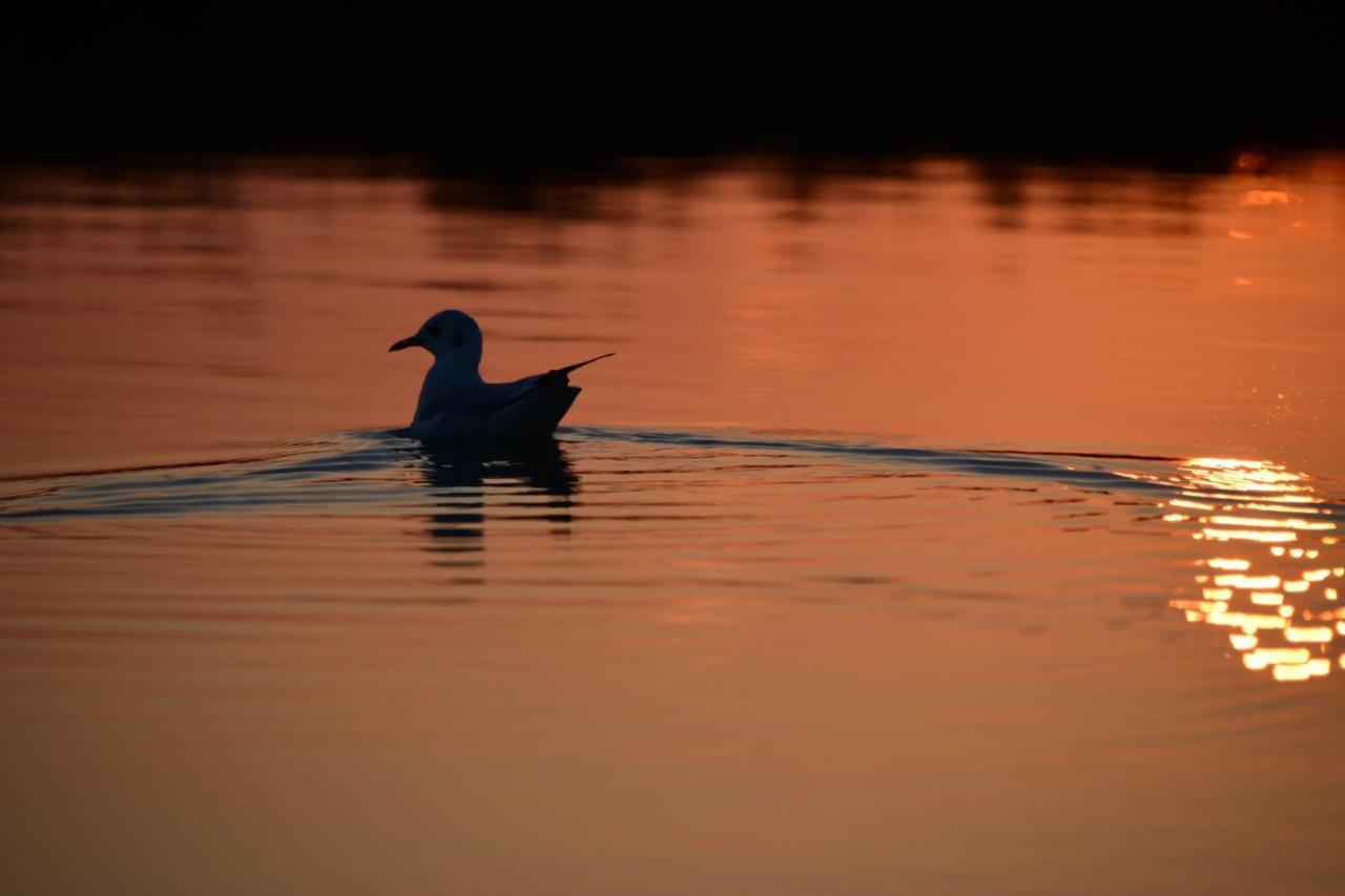 Agriturismo Venice Photobirding 泰塞拉 外观 照片