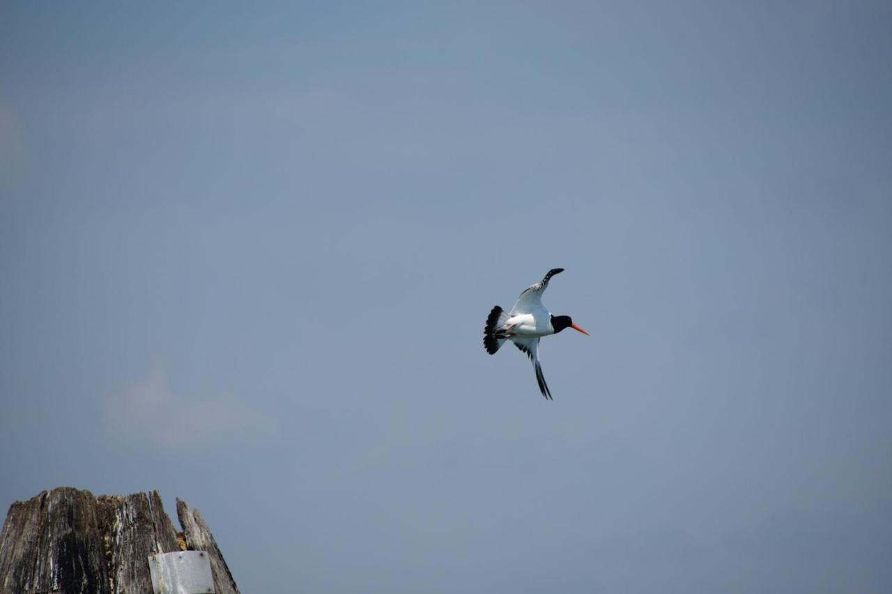 Agriturismo Venice Photobirding 泰塞拉 外观 照片