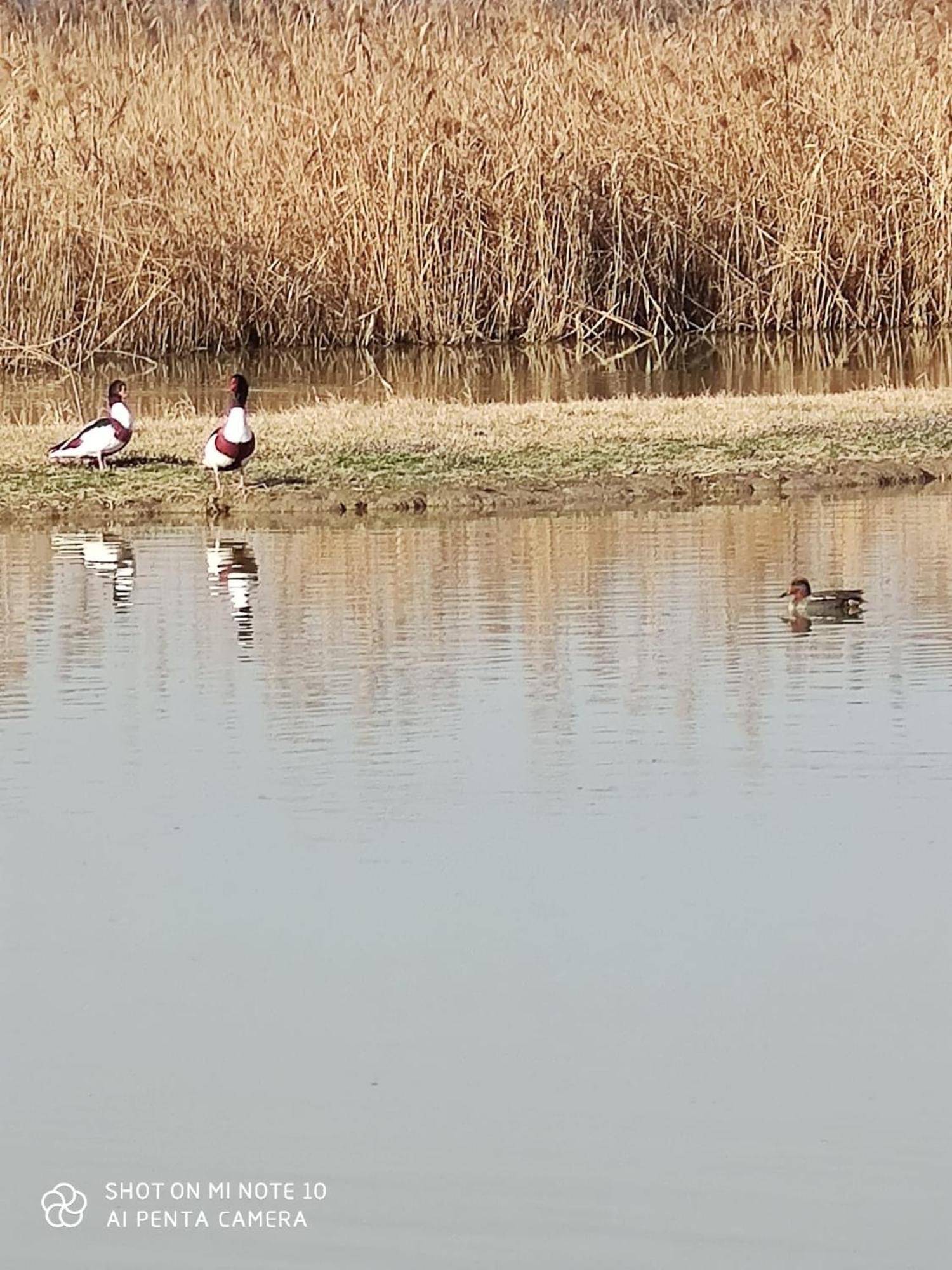 Agriturismo Venice Photobirding 泰塞拉 外观 照片